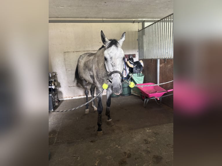 Hannoveraner Wallach 9 Jahre 176 cm Apfelschimmel in Kradolf