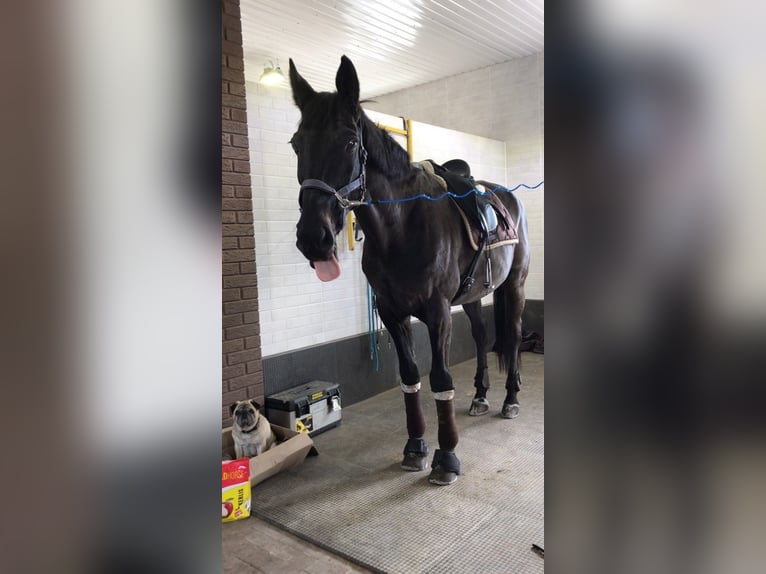 Hannoveraner Wallach 9 Jahre 176 cm Apfelschimmel in Kradolf