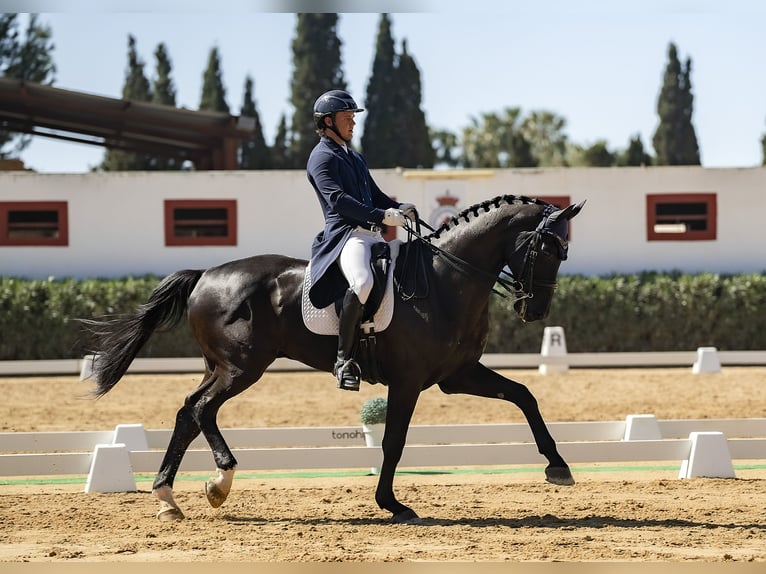 Hannoveraner Wallach 9 Jahre 176 cm in Real De Gandia