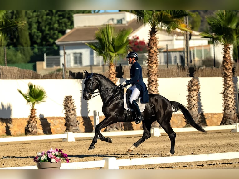 Hannoveraner Wallach 9 Jahre 176 cm in Real De Gandia