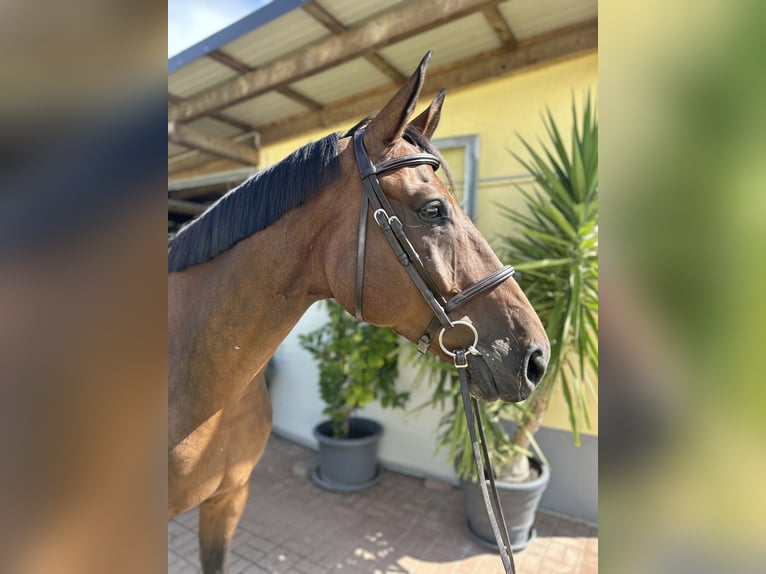 Hannoveraner Wallach 9 Jahre 176 cm Dunkelbrauner in Kühnsdorf