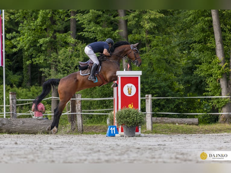 Hannoveraner Wallach 9 Jahre 176 cm Dunkelbrauner in Kühnsdorf