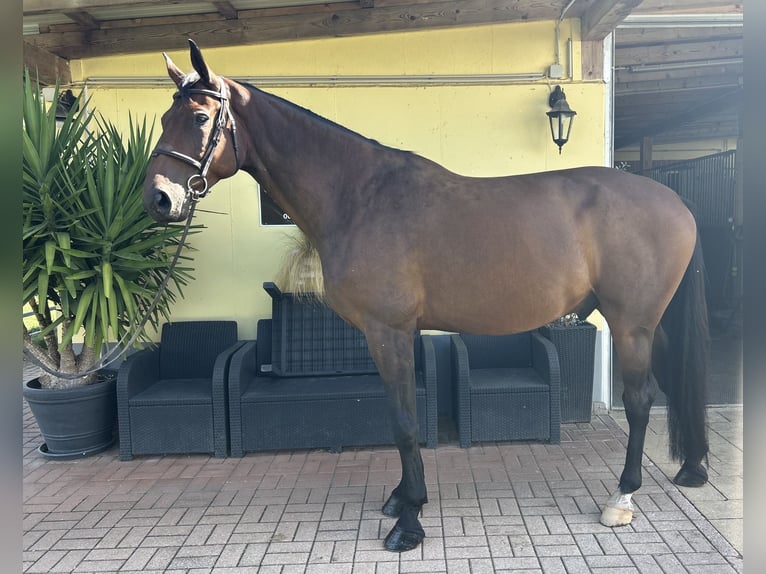 Hannoveraner Wallach 9 Jahre 176 cm Dunkelbrauner in Kühnsdorf