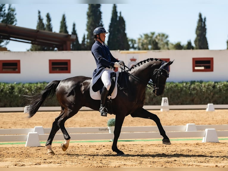 Hannoveraner Wallach 9 Jahre 176 cm Rappe in Valencia