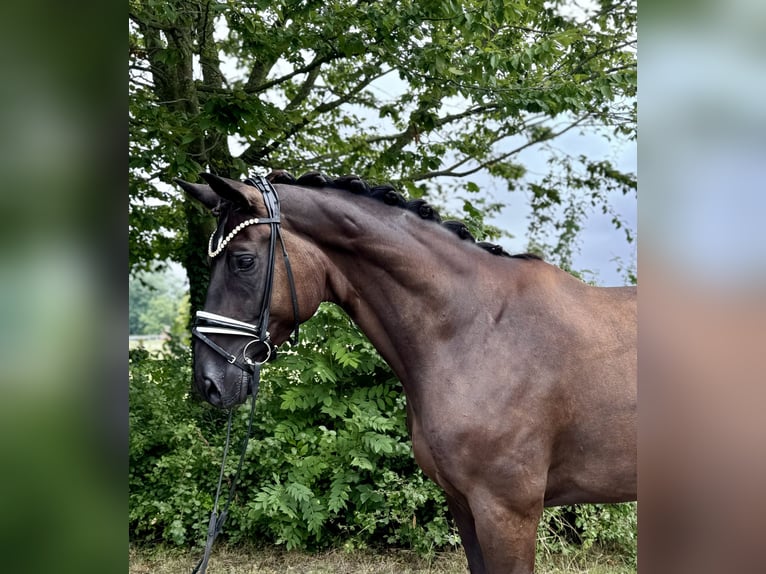 Hannoveraner Wallach 9 Jahre 176 cm Schwarzbrauner in Münster