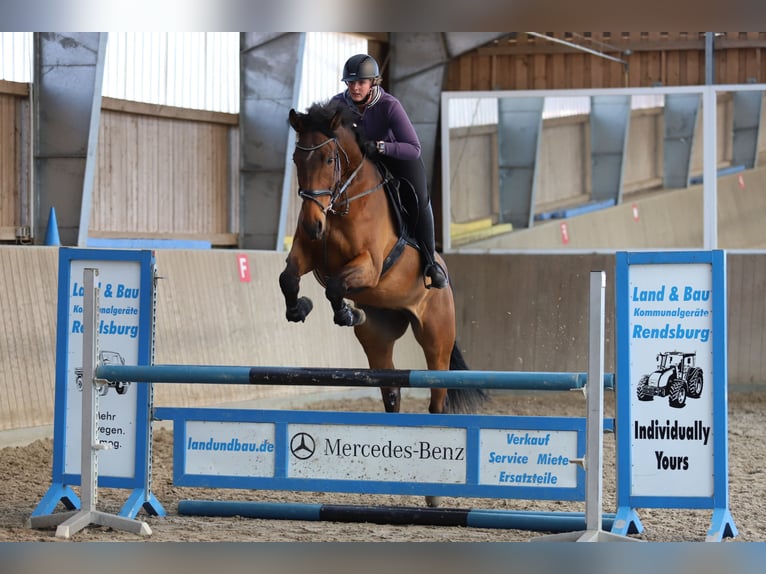 Hannoveraner Wallach 9 Jahre 178 cm Brauner in Fehmarn