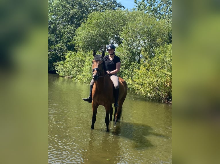 Hannoveraner Wallach 9 Jahre 178 cm Brauner in Fehmarn