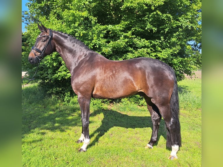 Hannoveraner Wallach 9 Jahre 178 cm Dunkelbrauner in Loxstedt