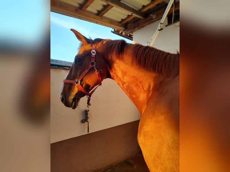 Hannoveraner Wallach 9 Jahre 178 cm Fuchs in Fürth