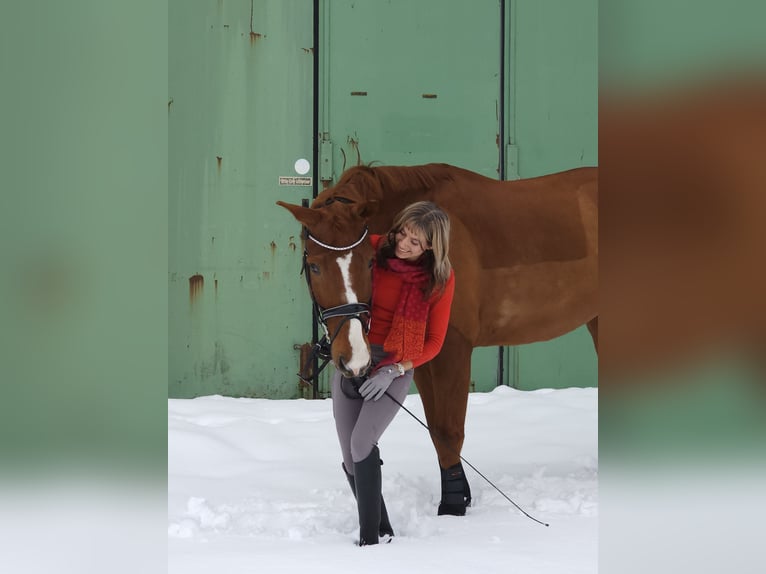 Hannoveraner Wallach 9 Jahre 178 cm Fuchs in Fürth