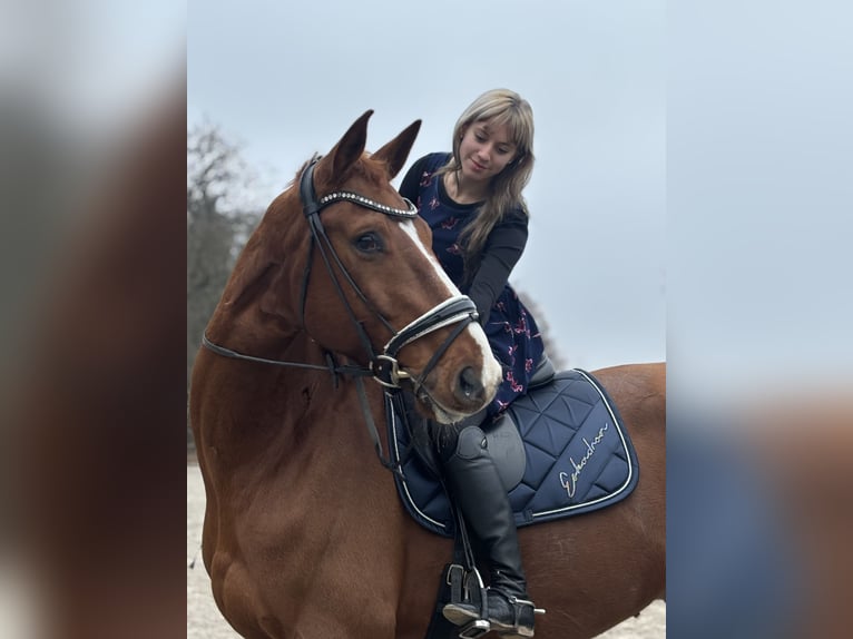 Hannoveraner Wallach 9 Jahre 178 cm Fuchs in Fürth