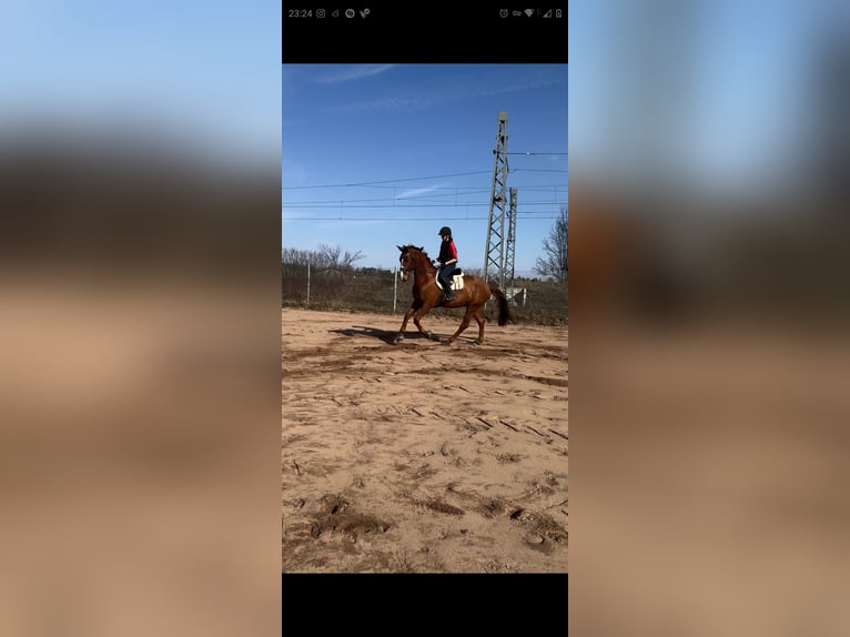 Hannoveraner Wallach 9 Jahre 178 cm Fuchs in Fürth