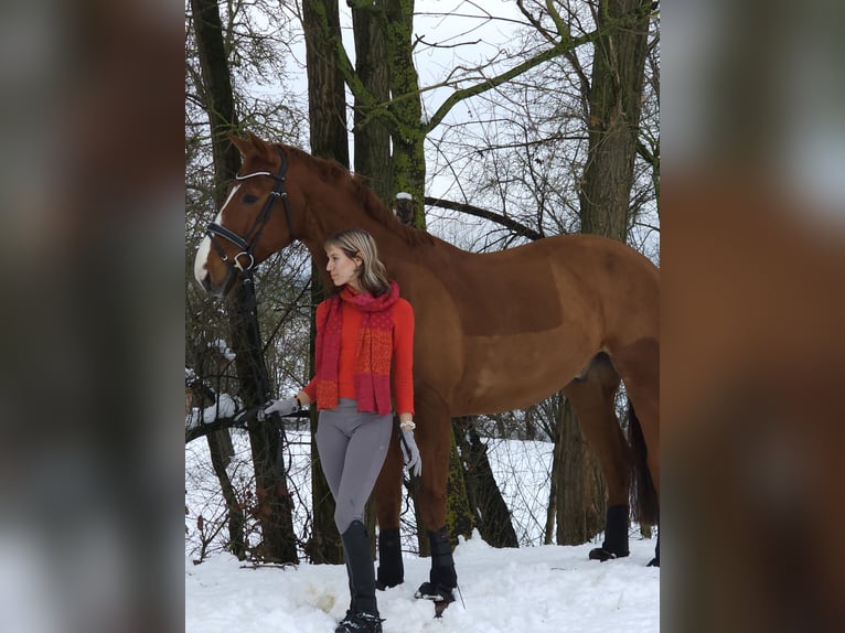 Hannoveraner Wallach 9 Jahre 178 cm Fuchs in Fürth