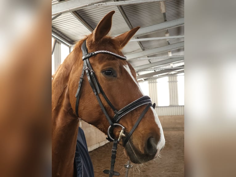 Hannoveraner Wallach 9 Jahre 178 cm Fuchs in Fürth