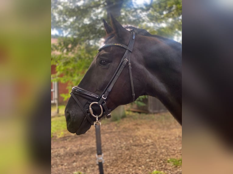 Hannoveraner Wallach 9 Jahre 179 cm Rappe in Amelinghausen