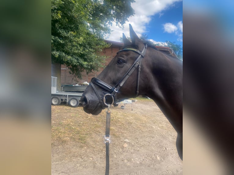 Hannoveraner Wallach 9 Jahre 179 cm Rappe in Amelinghausen