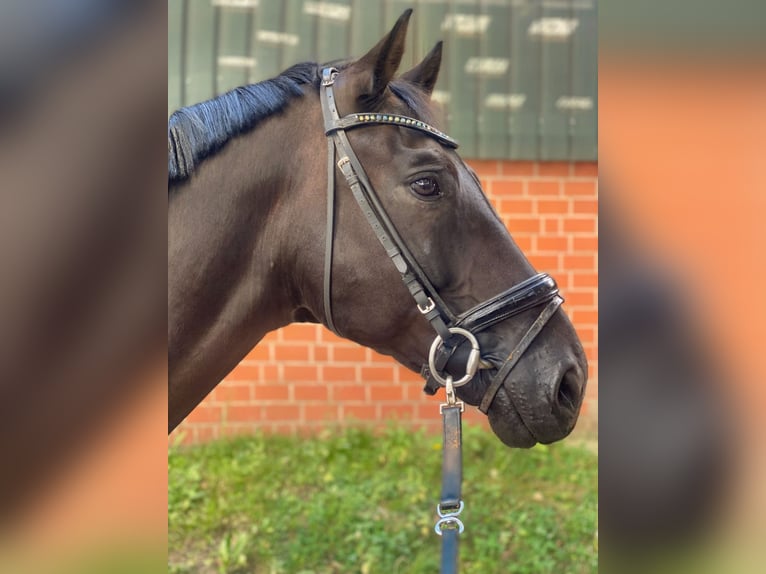 Hannoveraner Wallach 9 Jahre 179 cm Rappe in Amelinghausen