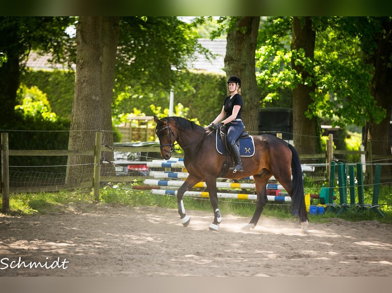 Hannoveraner Wallach 9 Jahre 180 cm Brauner in Pinneberg