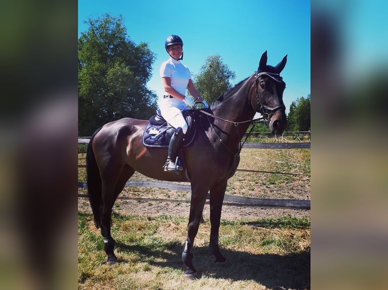Hannoveraner Wallach 9 Jahre 180 cm Brauner in Villingen-Schwenningen