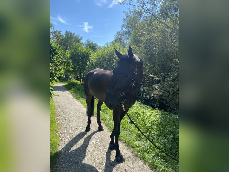 Hannoveraner Wallach 9 Jahre 180 cm Brauner in Villingen-Schwenningen