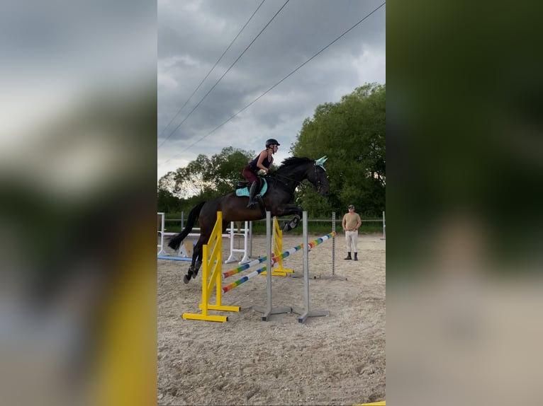 Hannoveraner Wallach 9 Jahre 180 cm Brauner in Villingen-Schwenningen