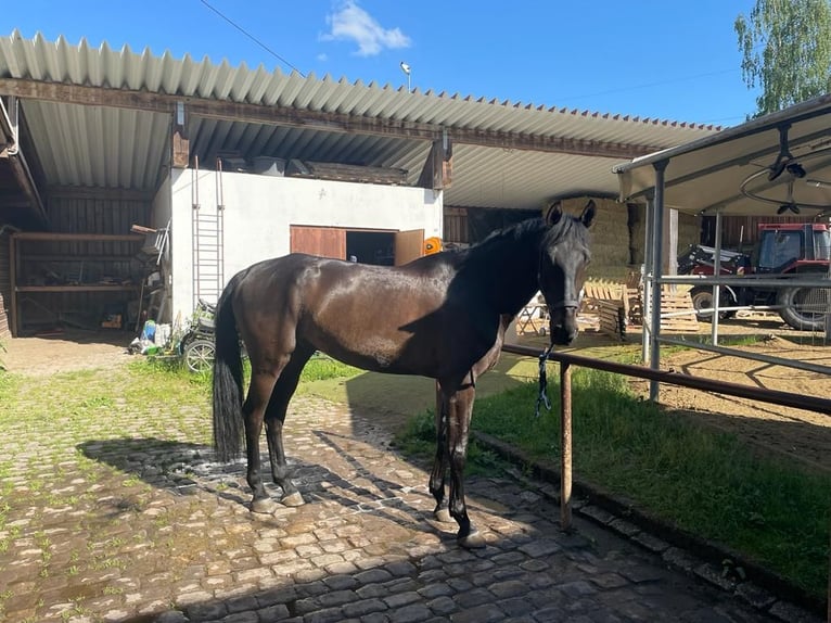 Hannoveraner Wallach 9 Jahre 180 cm Brauner in Villingen-Schwenningen