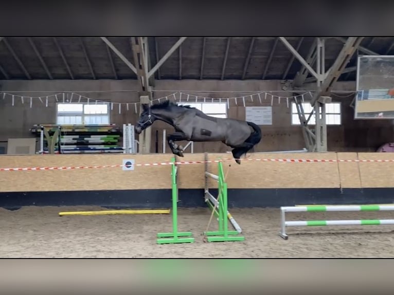 Hannoveraner Wallach 9 Jahre 180 cm Brauner in Villingen-Schwenningen