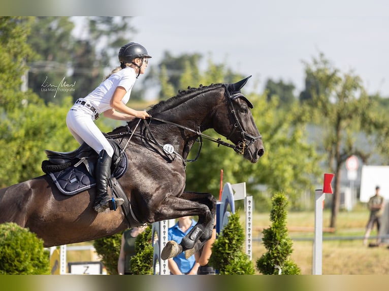 Hannoveraner Wallach 9 Jahre 180 cm Brauner in Villingen-Schwenningen