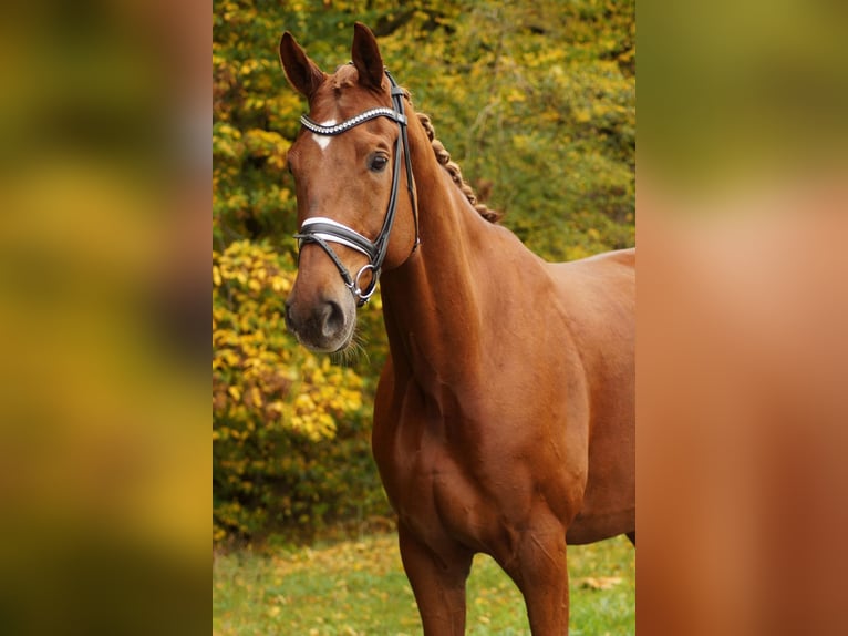 Hannoveraner Wallach 9 Jahre 180 cm Fuchs in Gleichen Hannoveraner Wallach 9 Jahre 180 cm Fuchs in Gleichen