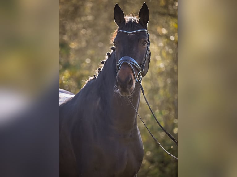 Hannoveraner Wallach 9 Jahre 181 cm Schwarzbrauner in Gossau ZH