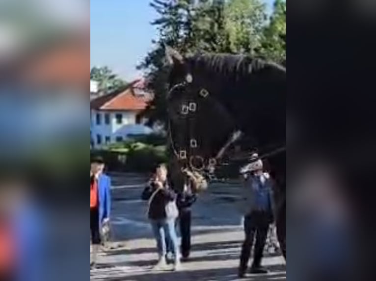 Hannoveraner Wallach 9 Jahre 184 cm Dunkelbrauner in Bingen