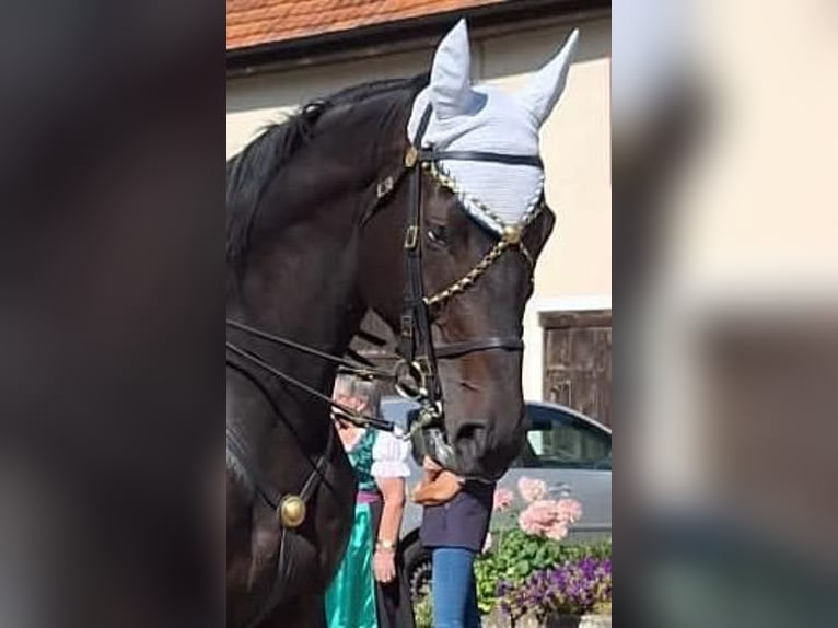 Hannoveraner Wallach 9 Jahre 184 cm Dunkelbrauner in Bingen