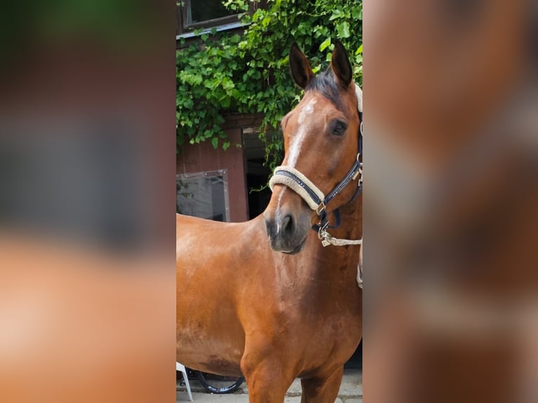 Hannoveraner Wallach 9 Jahre 185 cm Brauner in Kaufbeuren