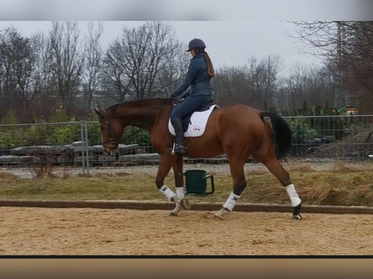 Hannoveraner Wallach 9 Jahre 185 cm Brauner in Kaufbeuren