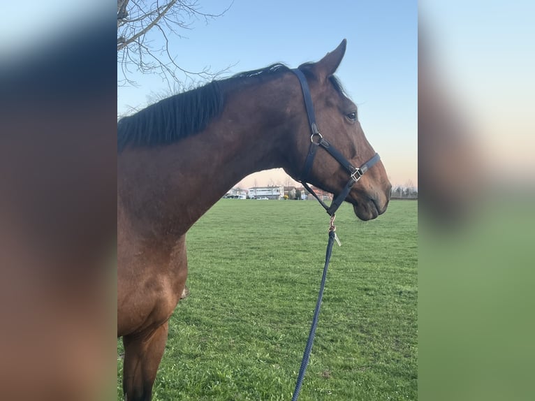 Hannoveraner Wallach 9 Jahre 185 cm Brauner in Kaufbeuren