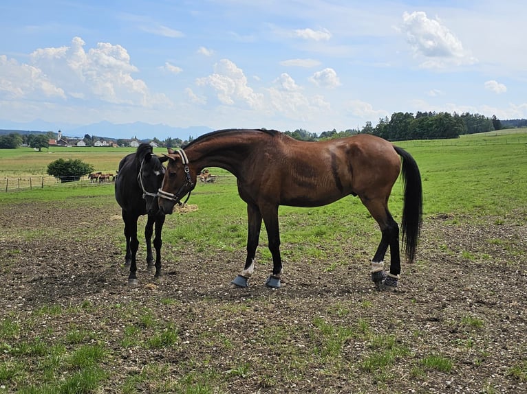 Hannoveraner Wallach 9 Jahre 185 cm Brauner in Kaufbeuren