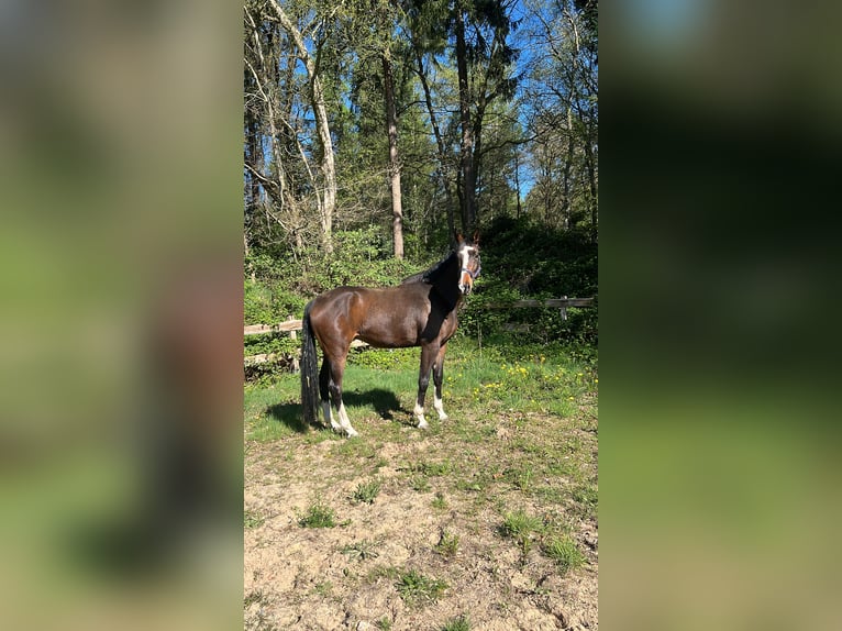 Hannoveraner Wallach 9 Jahre 185 cm Dunkelbrauner in Bad Münder am Deister