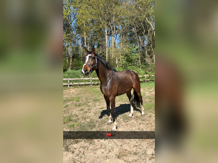 Hannoveraner Wallach 9 Jahre 185 cm in Bad Münder am Deister