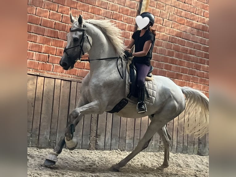 Hannoveraner Wallach 9 Jahre 185 cm Schimmel in Erkelenz