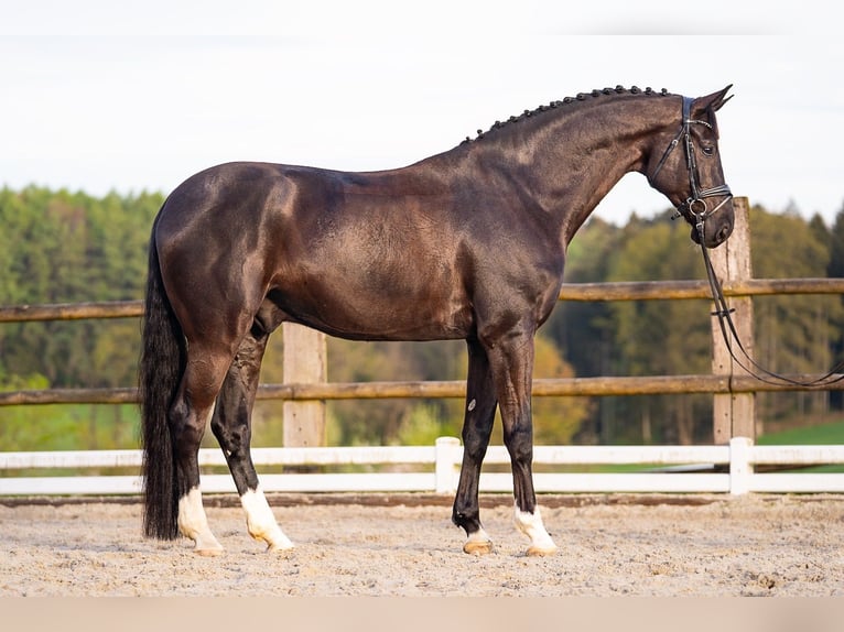Hannoveraner Wallach 9 Jahre 189 cm Rappe in Aachen
