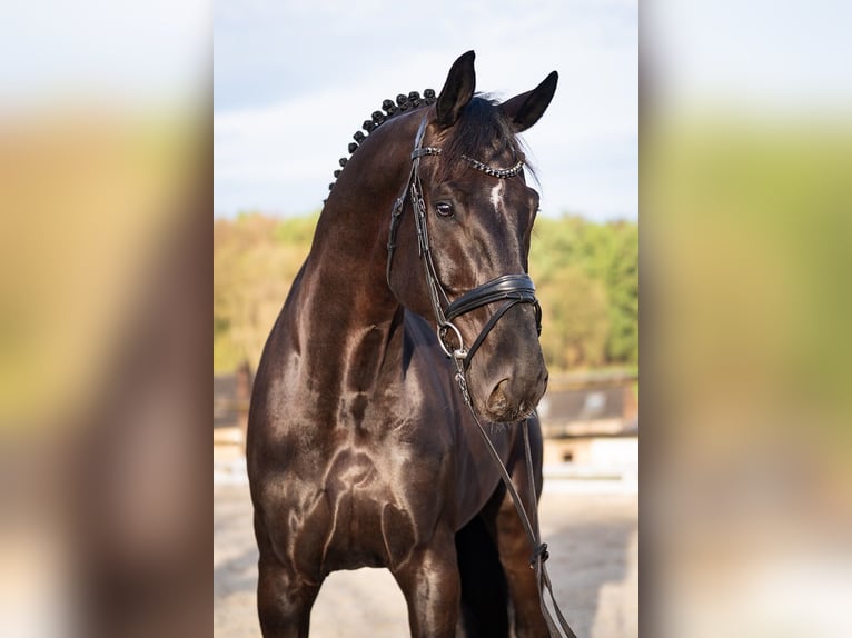 Hannoveraner Wallach 9 Jahre 189 cm Rappe in Aachen