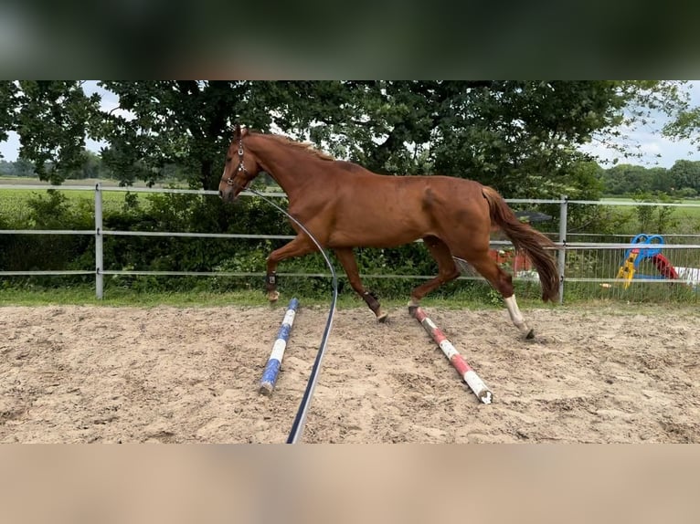 Hannoveraner Wallach 9 Jahre 190 cm Fuchs in Fintel
