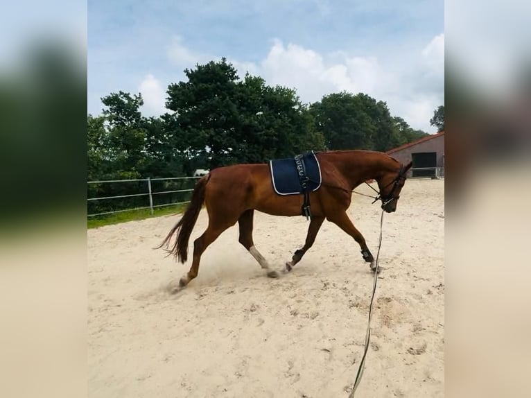 Hannoveraner Wallach 9 Jahre 190 cm Fuchs in Fintel