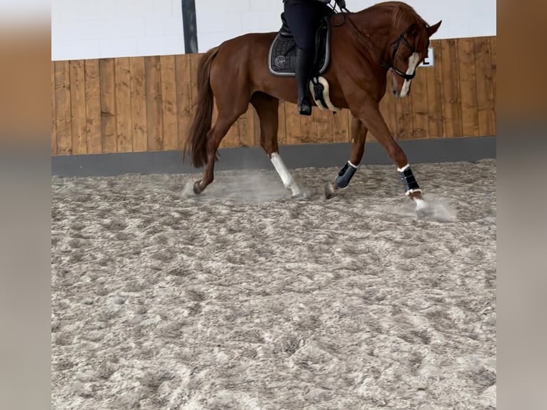 Hannoveraner Wallach 9 Jahre 190 cm Fuchs in Fintel