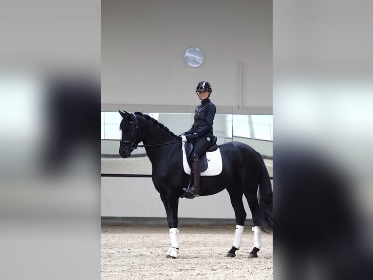 Hannoveraner Wallach 9 Jahre in Opfikon