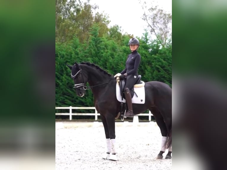 Hannoveraner Wallach 9 Jahre in Opfikon