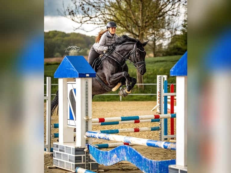 Hannoveraner Wallach 9 Jahre in Opfikon