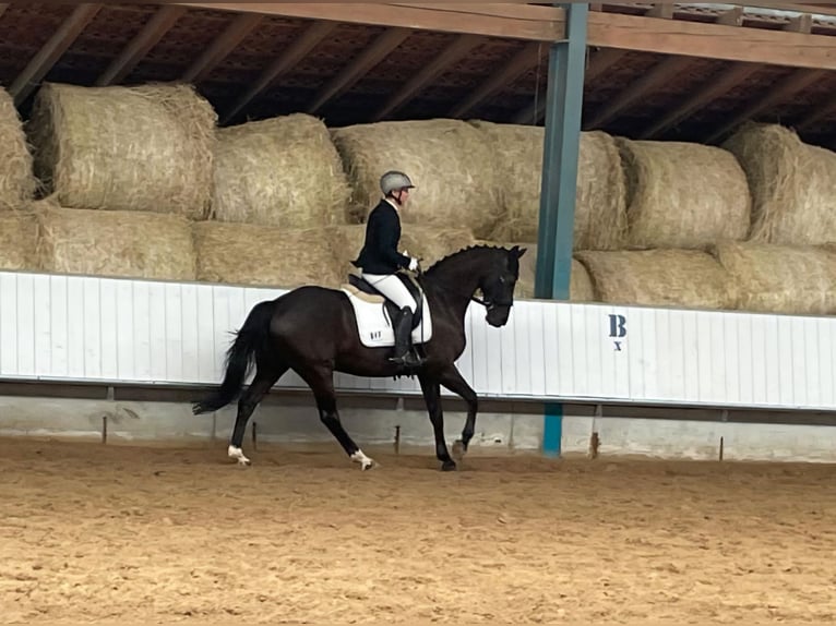 Hannoveriano Caballo castrado 10 años 160 cm Negro in Schw&#xE4;bisch Hall
