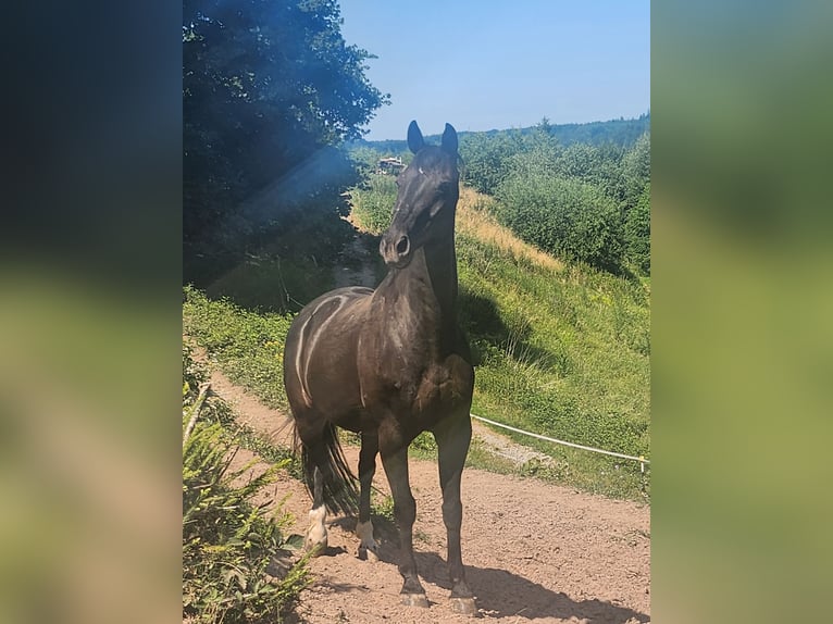 Hannoveriano Caballo castrado 10 años 160 cm Negro in Schw&#xE4;bisch Hall