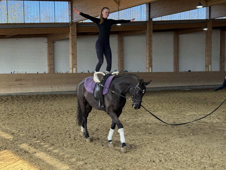 Hannoveriano Caballo castrado 10 años 162 cm Negro in Ganschow